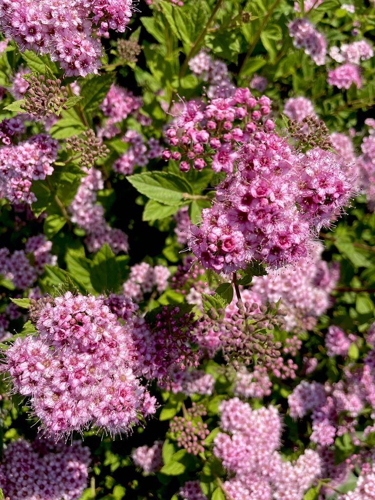 Spiraea japonica ajatu lummus